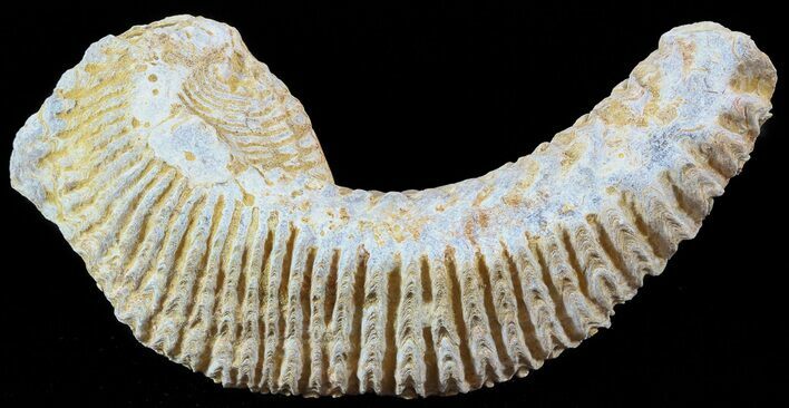 Cretaceous Fossil Oyster (Rastellum) - Madagascar #49877